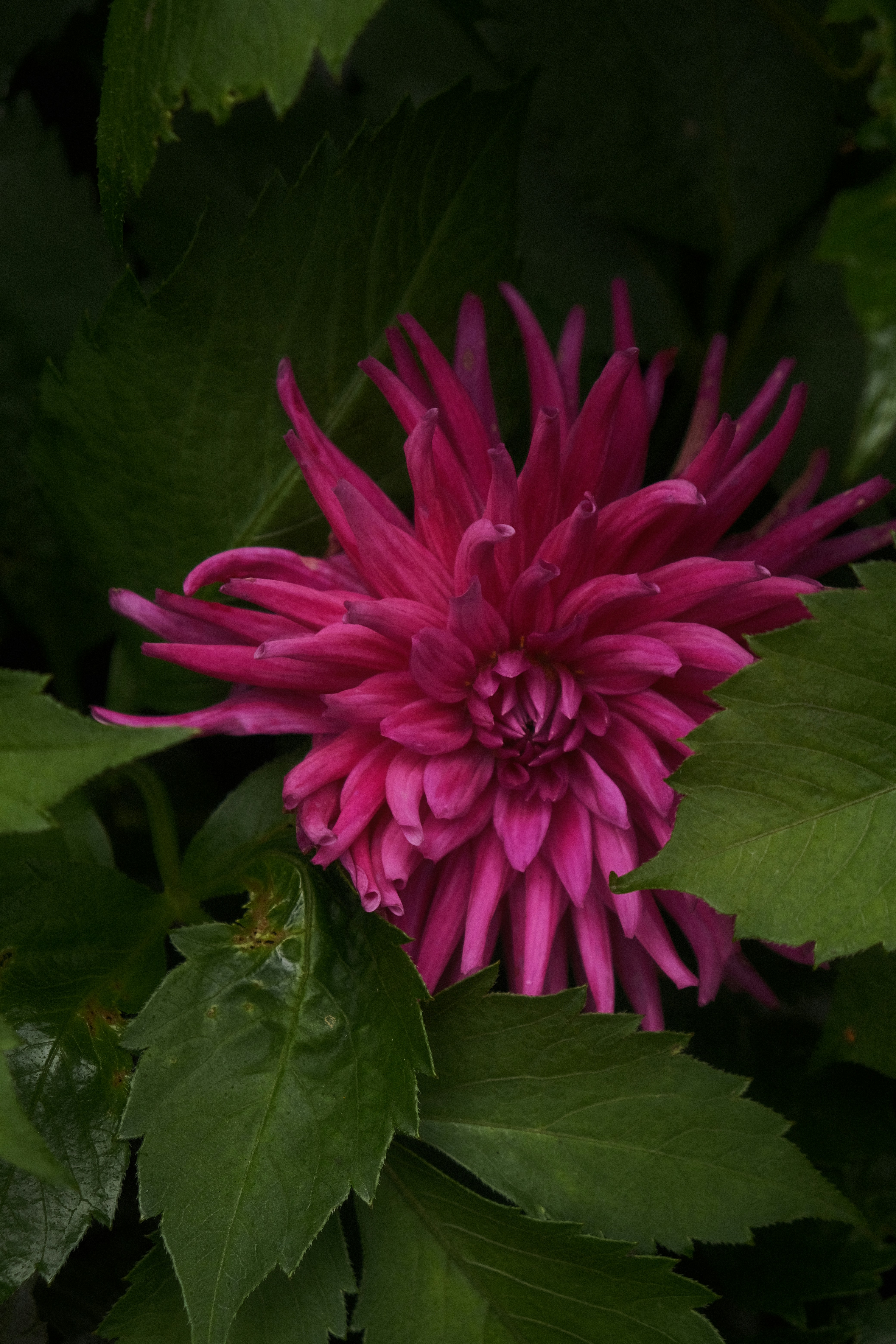 a pink flower with green leaves around it