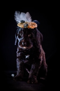 A small black puppy is wearing a decorative headband adorned with white feathers and cream-colored flowers. The dark background contrasts with the puppy's fur and the bright accessories, bringing focus to the puppy's gentle expression.