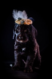 A small black puppy is wearing a decorative headband adorned with white feathers and cream-colored flowers. The dark background contrasts with the puppy's fur and the bright accessories, bringing focus to the puppy's gentle expression.