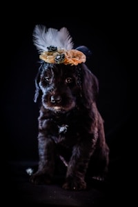 A small black puppy is wearing a decorative headband adorned with white feathers and cream-colored flowers. The dark background contrasts with the puppy's fur and the bright accessories, bringing focus to the puppy's gentle expression.