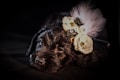 A small black puppy is adorned with a decorative floral headband featuring feathers and cream-colored flowers, creating an elegant and adorable look. The background is dark, which highlights the puppy and its accessories.