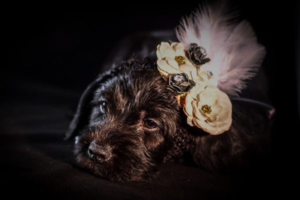 A small black puppy is adorned with a decorative floral headband featuring feathers and cream-colored flowers, creating an elegant and adorable look. The background is dark, which highlights the puppy and its accessories.