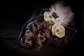 A small black puppy is adorned with a decorative floral headband featuring feathers and cream-colored flowers, creating an elegant and adorable look. The background is dark, which highlights the puppy and its accessories.