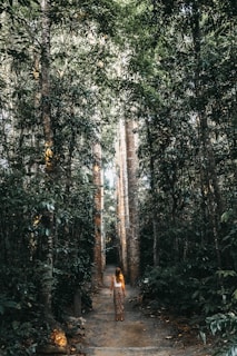 A person walking along a winding forest path surrounded by tall trees