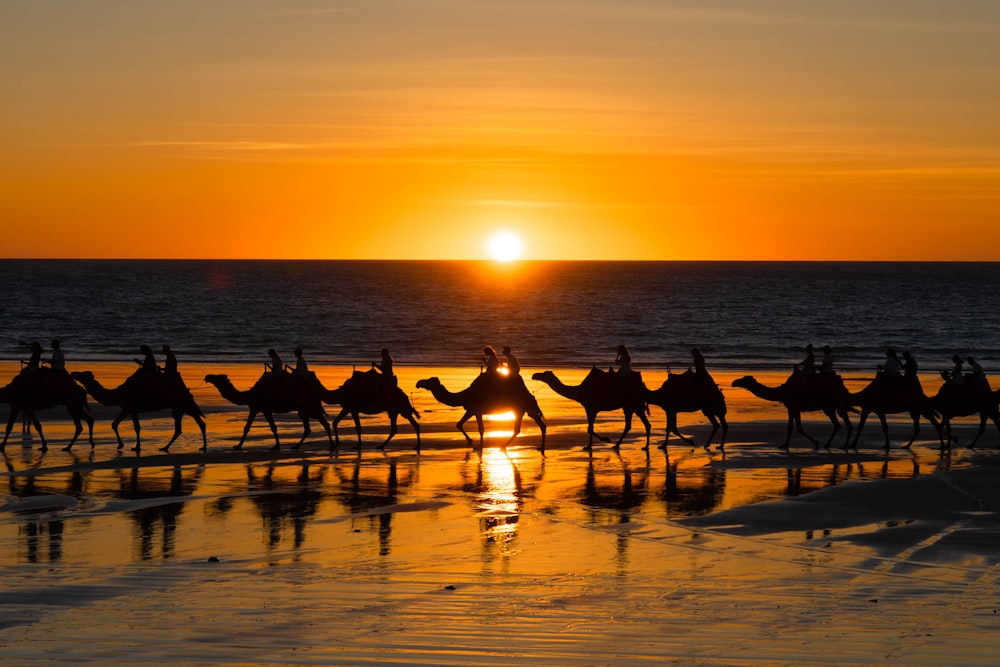 a group of people riding on the backs of camels on a beach