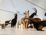 A collection of taxidermy animals, including a dingo standing prominently in the center, a goat with large curved horns, and several other animals in various postures. The setting appears to be a museum or exhibition space with a minimalistic and well-lit background.