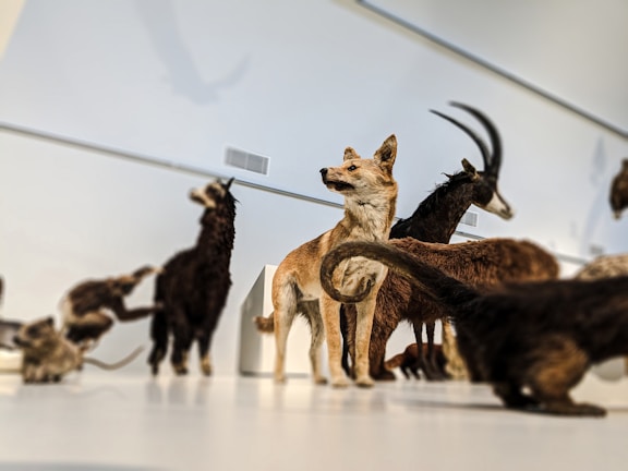 A collection of taxidermy animals, including a dingo standing prominently in the center, a goat with large curved horns, and several other animals in various postures. The setting appears to be a museum or exhibition space with a minimalistic and well-lit background.