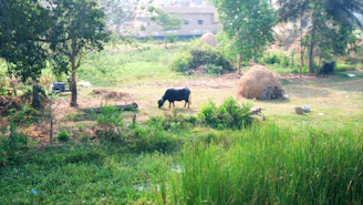 Close-up of a buffalo grazing near a traditional village water source surrounded by greenery.