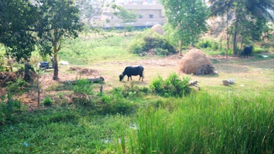 Livestock grazing on fresh azolla as part of their diet.