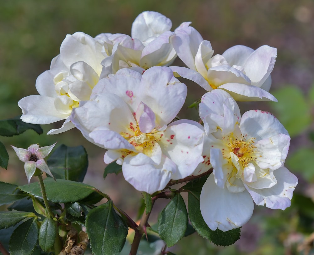 a group of white flowers sitting on top of a lush green field