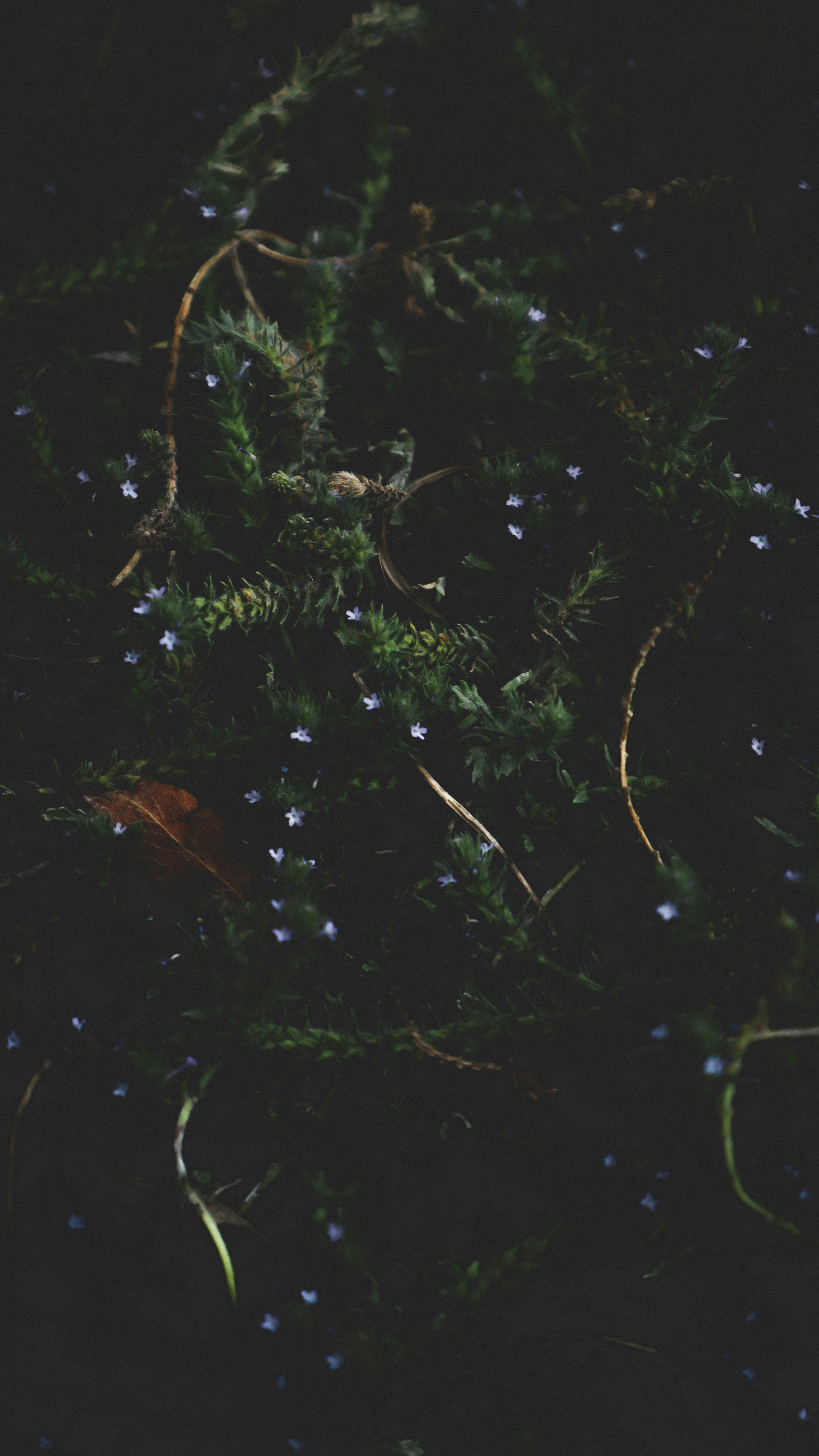 Nahaufnahme einer Pflanze mit kleinen blauen Blüten