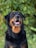 A large black and brown dog, possibly a Rottweiler, is sitting outdoors. The dog appears attentive and has its mouth open with its tongue slightly out. The background consists of green foliage.
