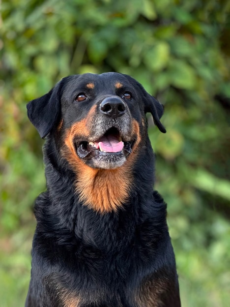 a close up of a dog with trees in the background