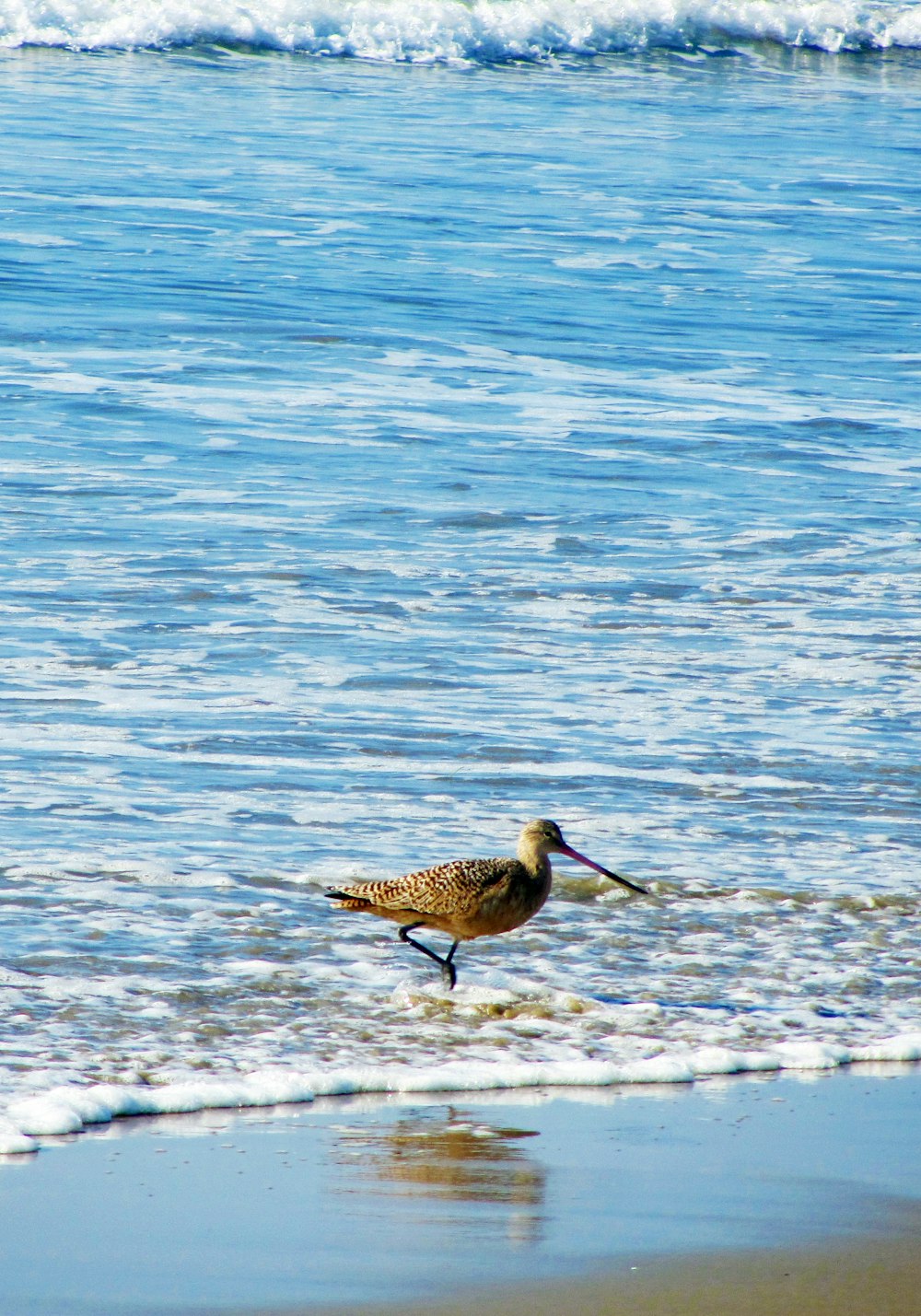 a bird walking on the beach next to the ocean