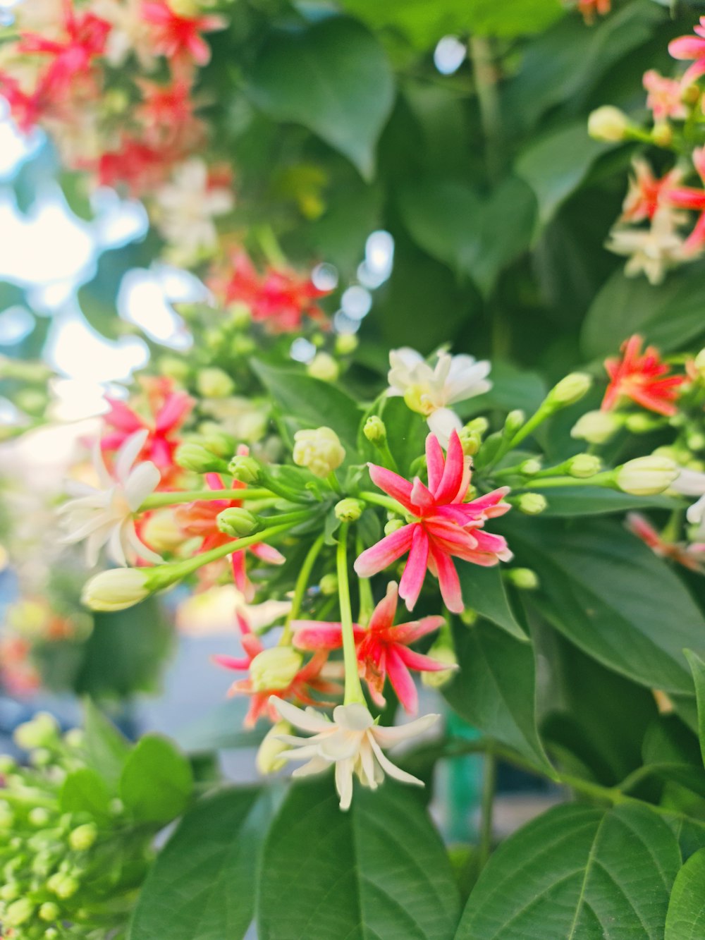 a close up of a bunch of flowers on a plant