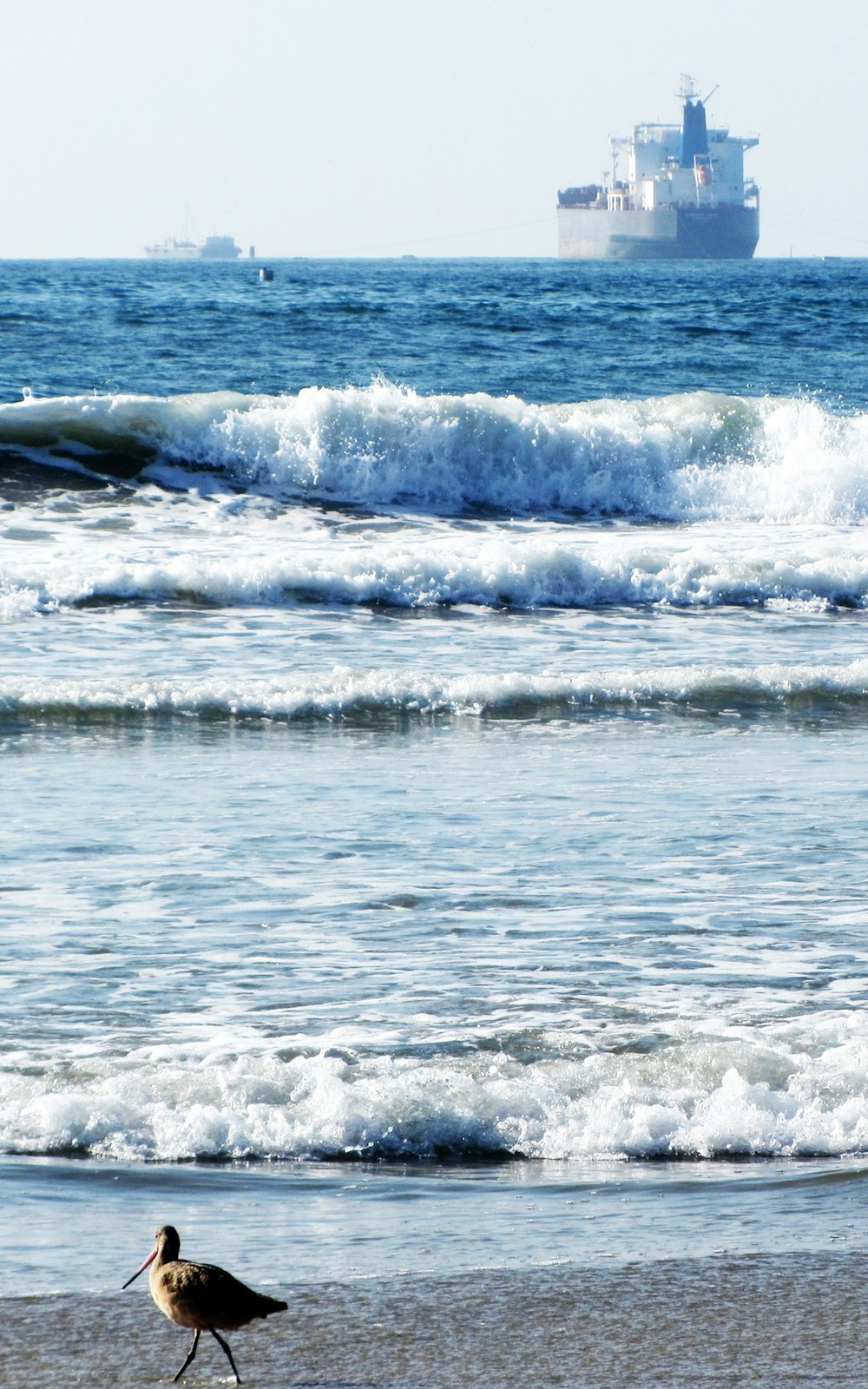 a bird walking on a beach next to the ocean