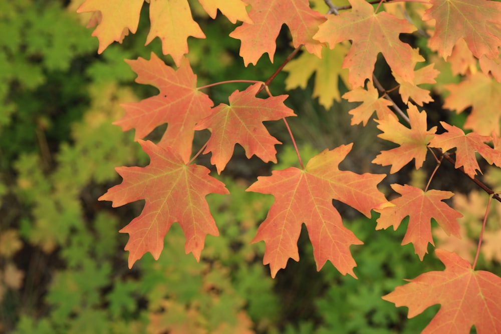 a bunch of leaves that are on a tree