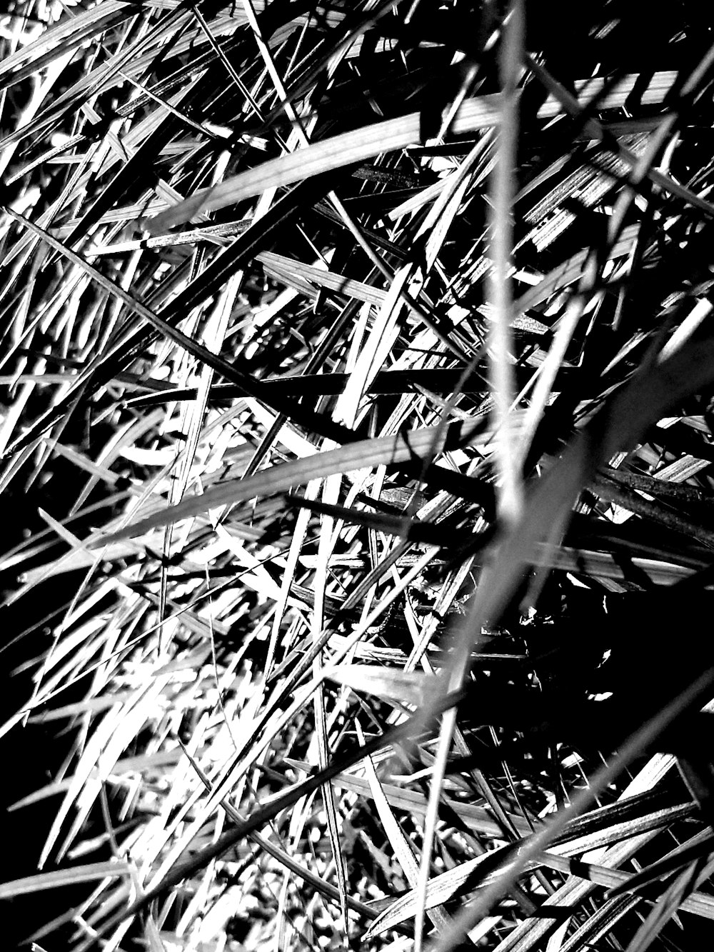 une photo en noir et blanc d’un peu d’herbe
