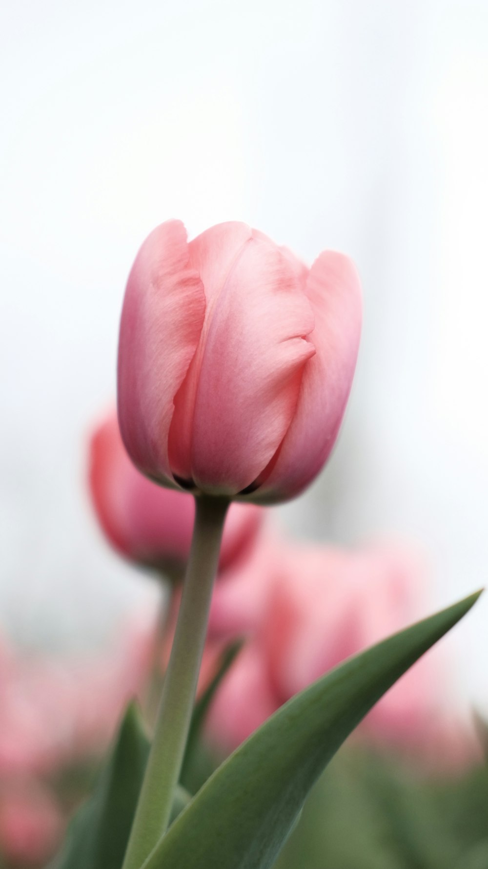 a close up of a pink tulip in a field