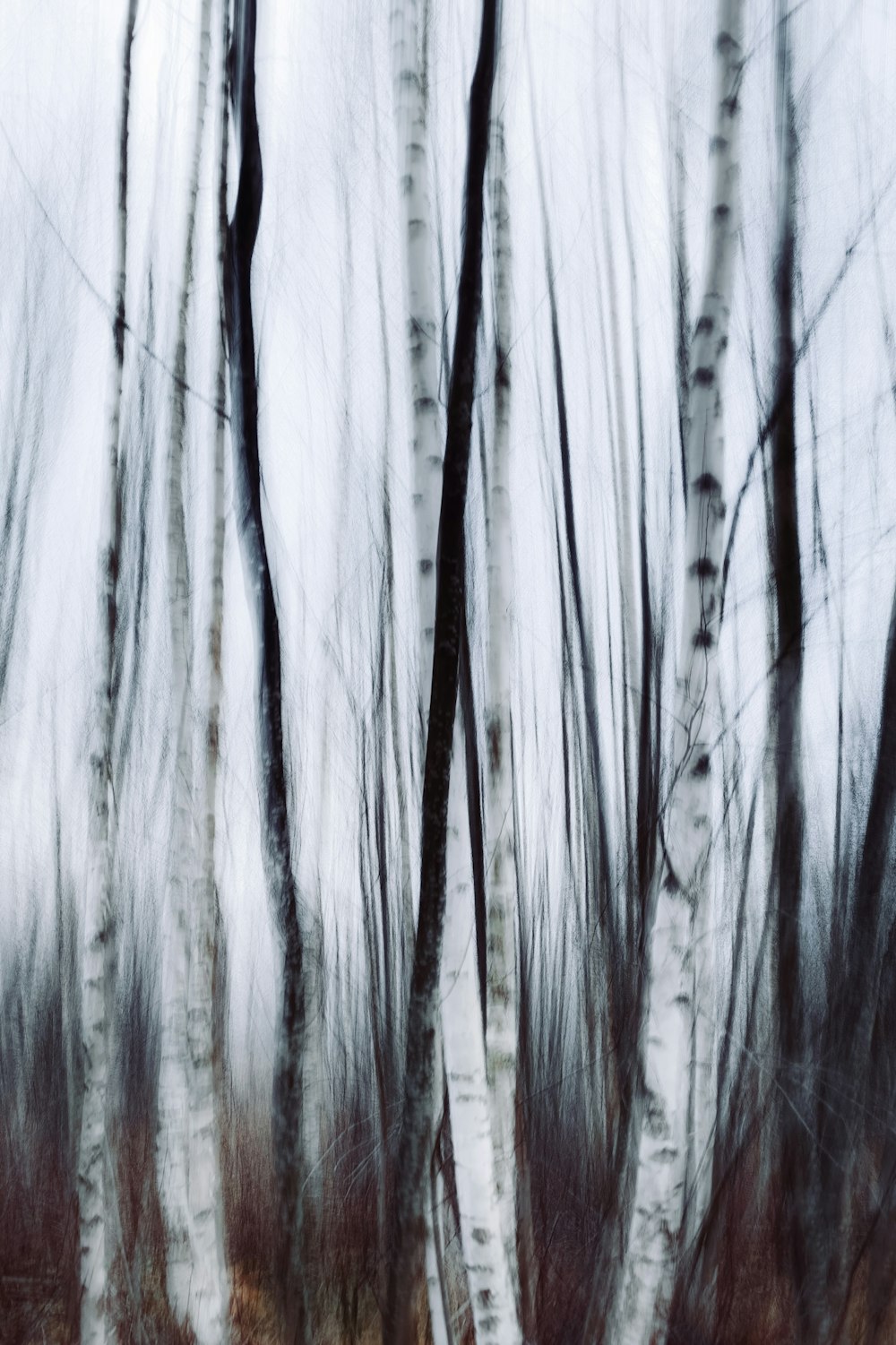 a blurry photo of trees in the woods