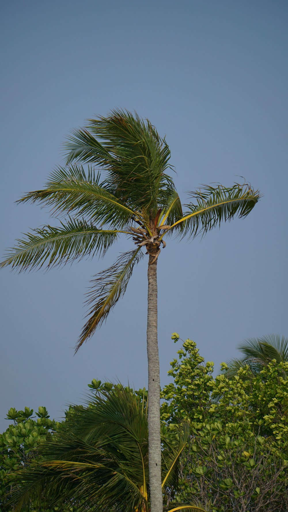 a palm tree with a blue sky in the background