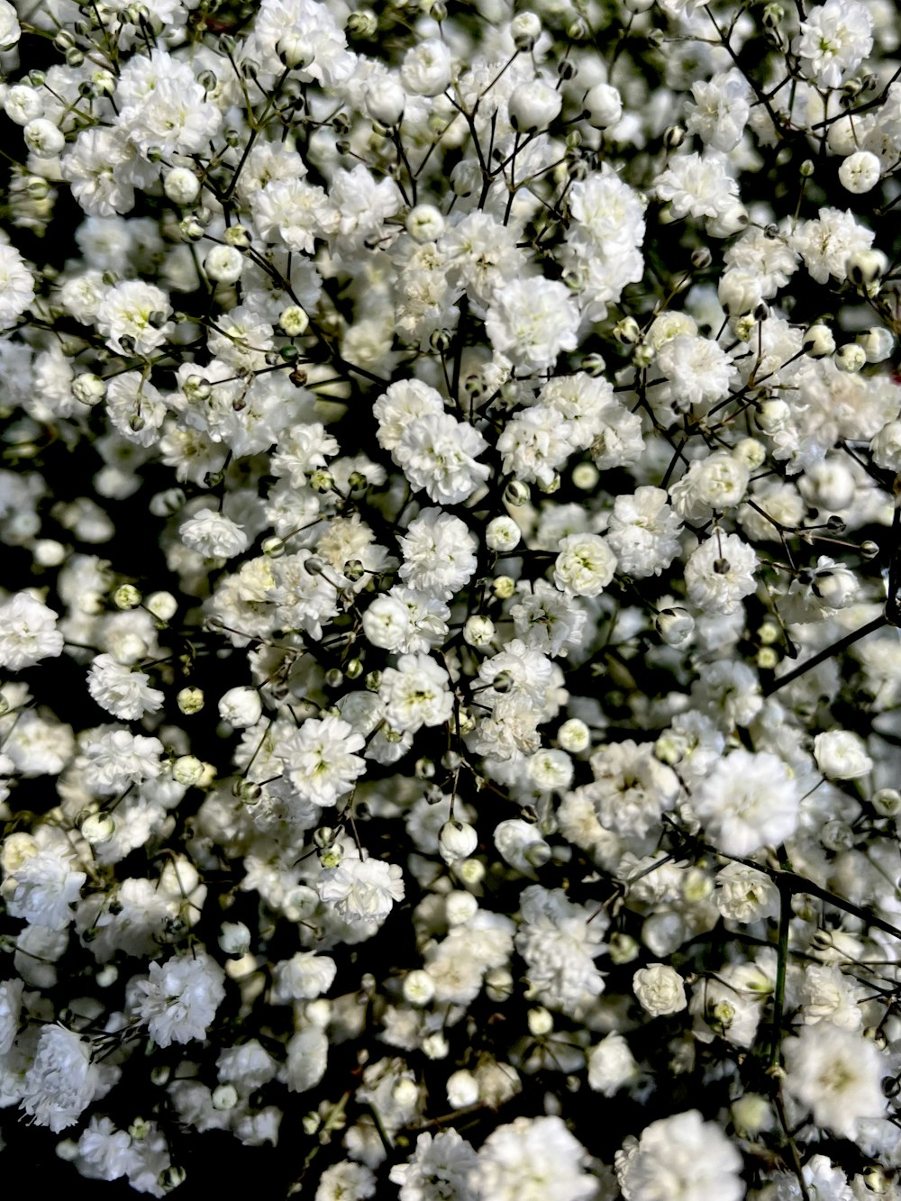 a bunch of white flowers that are in a vase