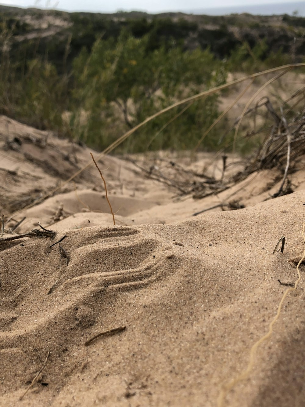 a close up of a bird on a sandy beach