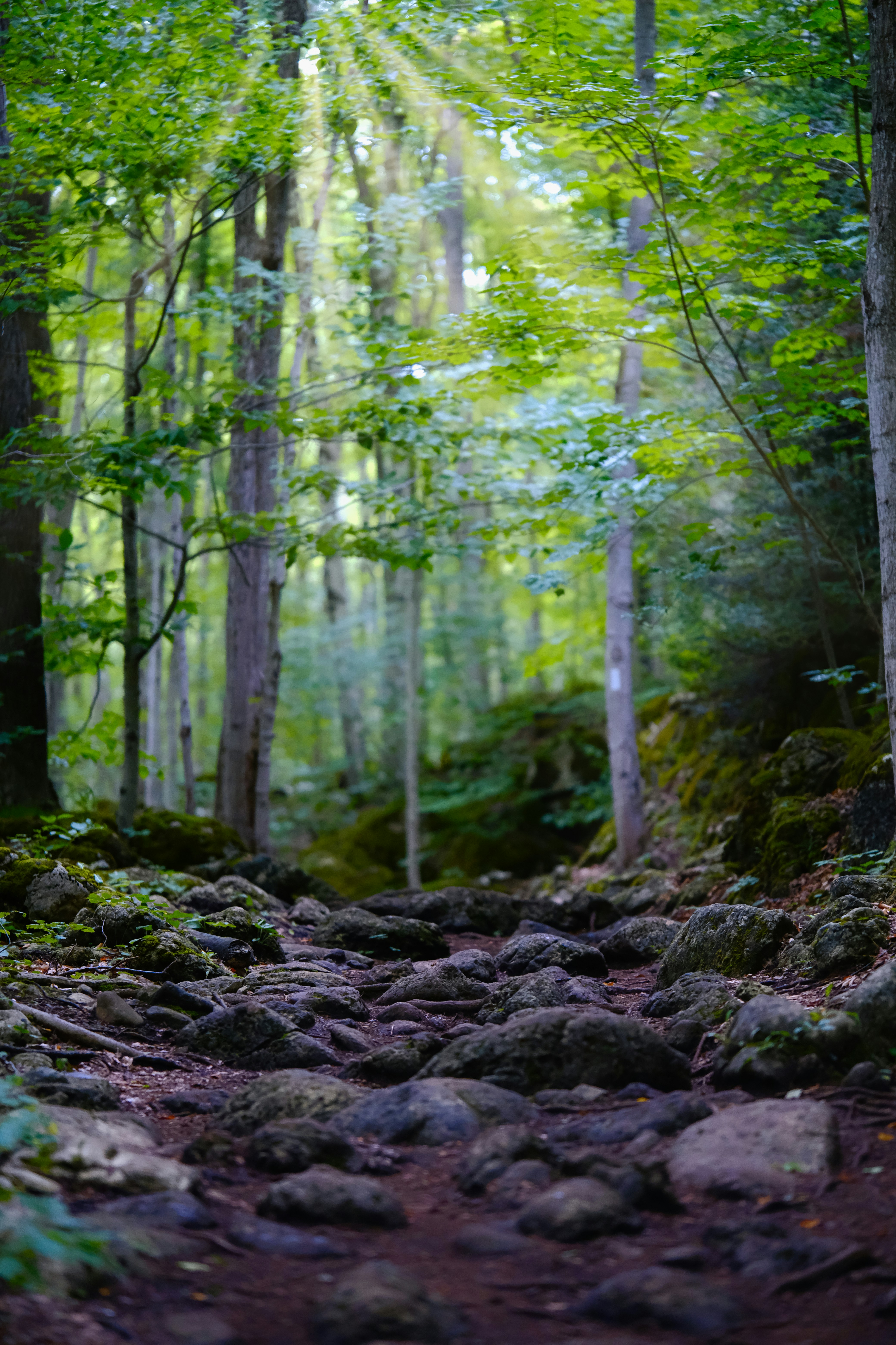 Photo by surjasendas