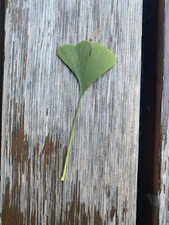 Close-up of a delicate ginkgo leaf resting on a muted blue fabric.