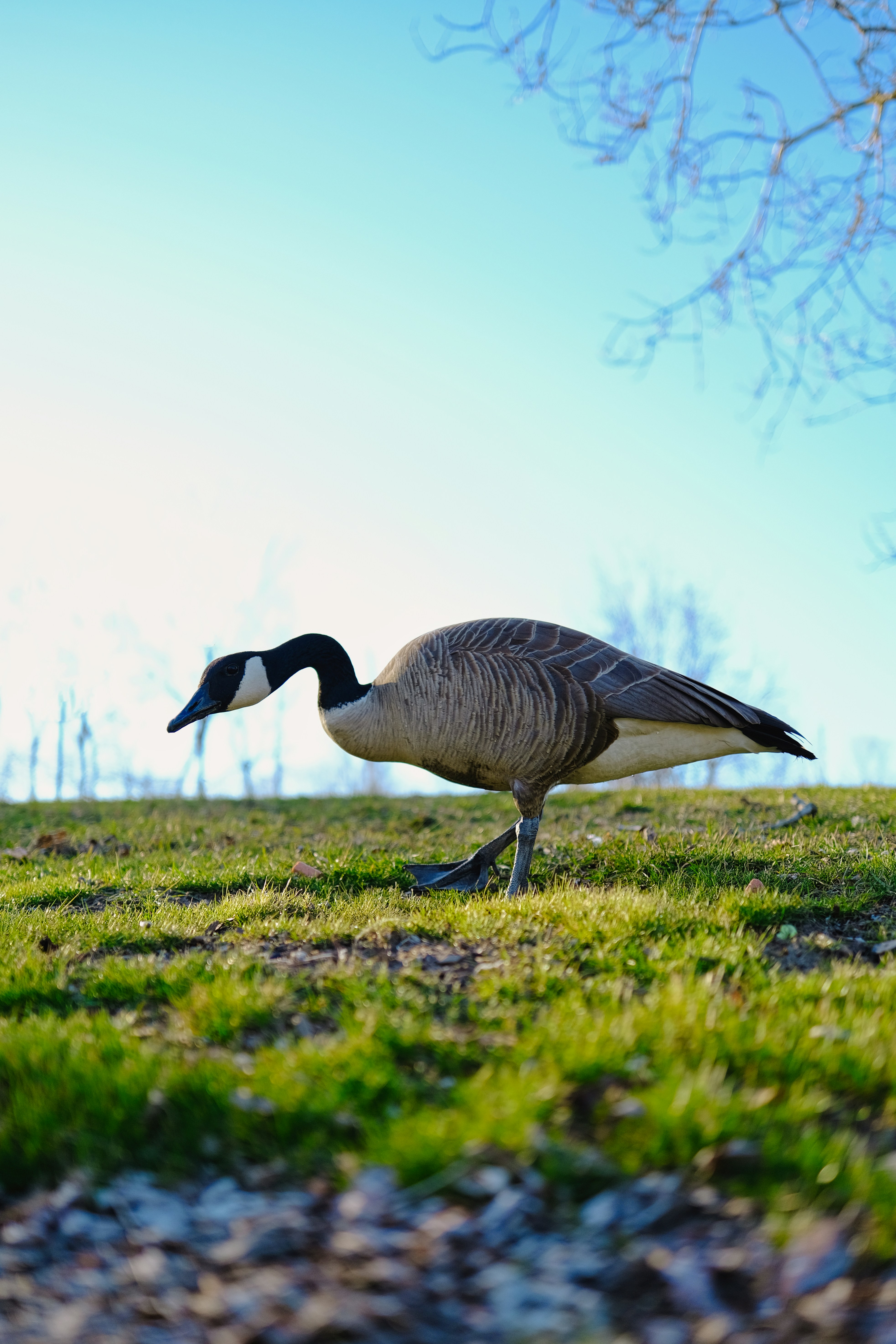 Photo by surjasendas