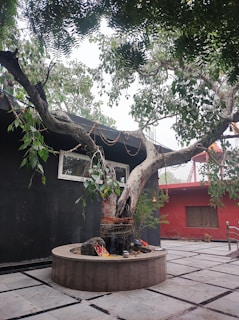 A large, ancient tree with a thick trunk and sprawling branches is encircled by a round, low concrete barrier. It's decorated with garlands and small objects placed at its base. The tree is situated in an outdoor area paved with tiles, bordered by solid-colored walls—one black and another red with some greenery peeking through.