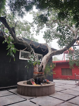 A large, ancient tree with a thick trunk and sprawling branches is encircled by a round, low concrete barrier. It's decorated with garlands and small objects placed at its base. The tree is situated in an outdoor area paved with tiles, bordered by solid-colored walls—one black and another red with some greenery peeking through.