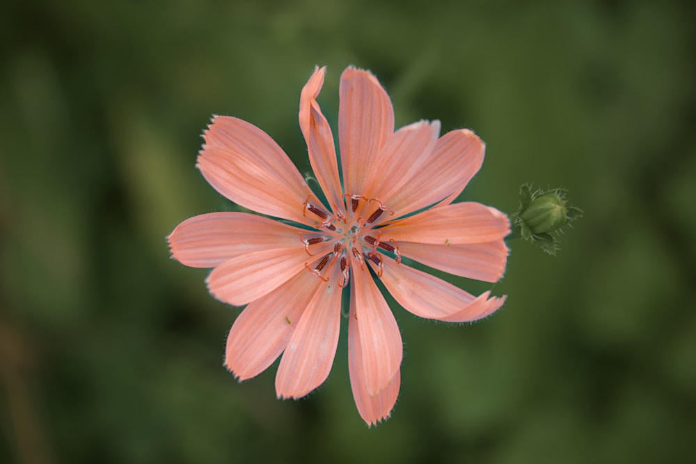 a close up of a pink flower with a blurry background