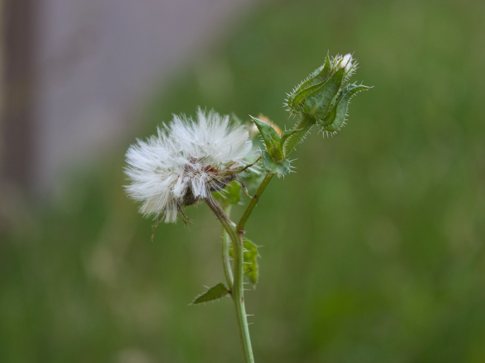 a close up of a dandelion with a blurry background