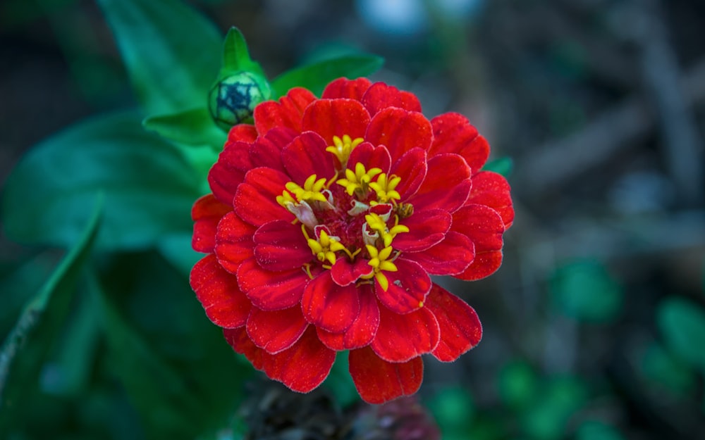 a red and yellow flower with green leaves