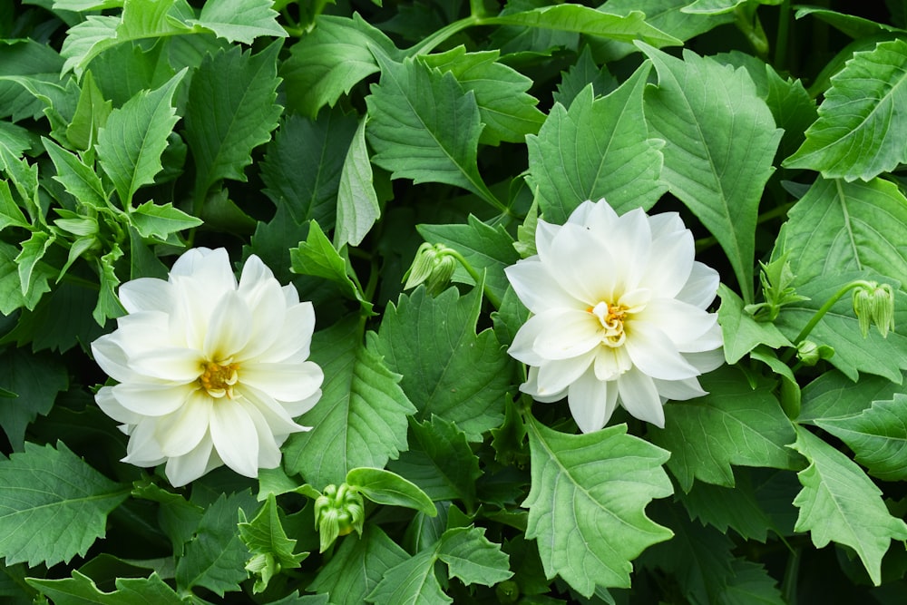 two white flowers with green leaves in the background