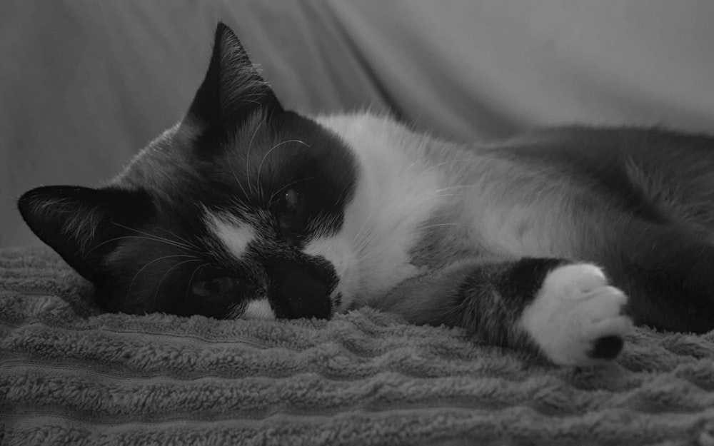 a black and white cat laying on a blanket