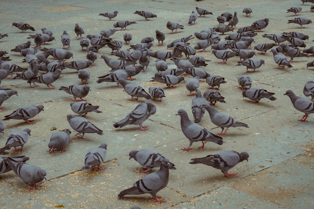 a flock of pigeons standing on the ground