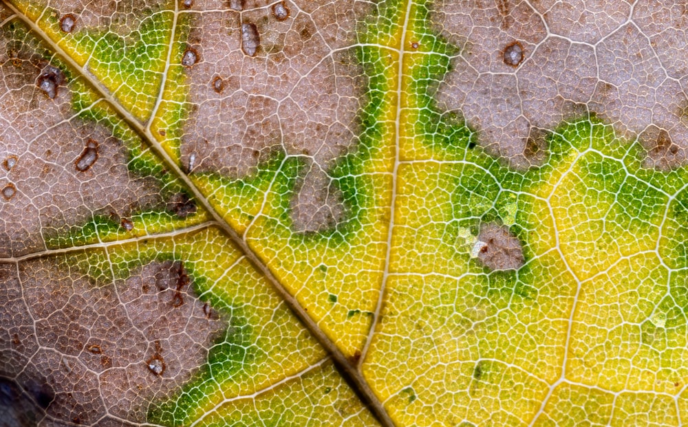 a close up view of a leaf's surface
