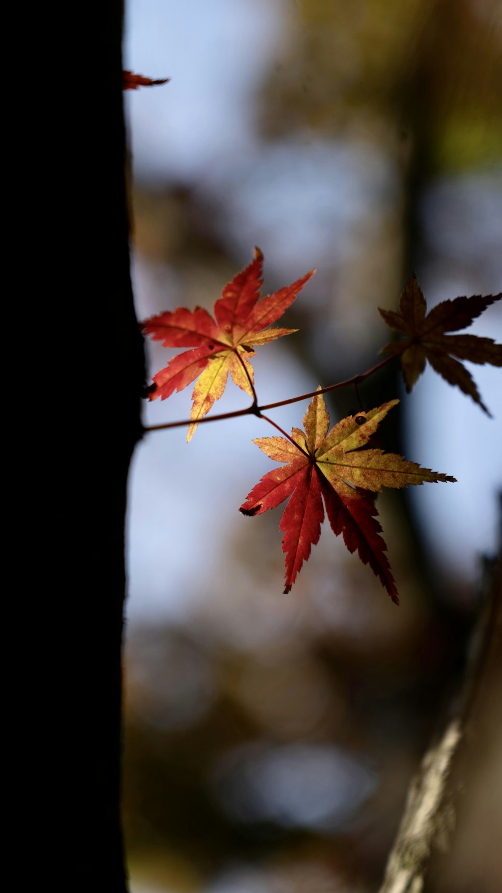 a branch with some red and yellow leaves on it