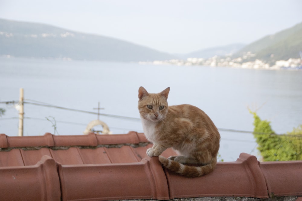 a cat sitting on top of a roof next to a body of water
