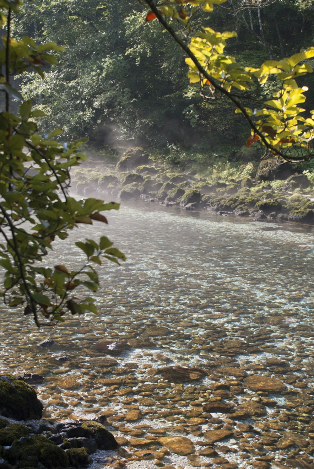 a river running through a lush green forest