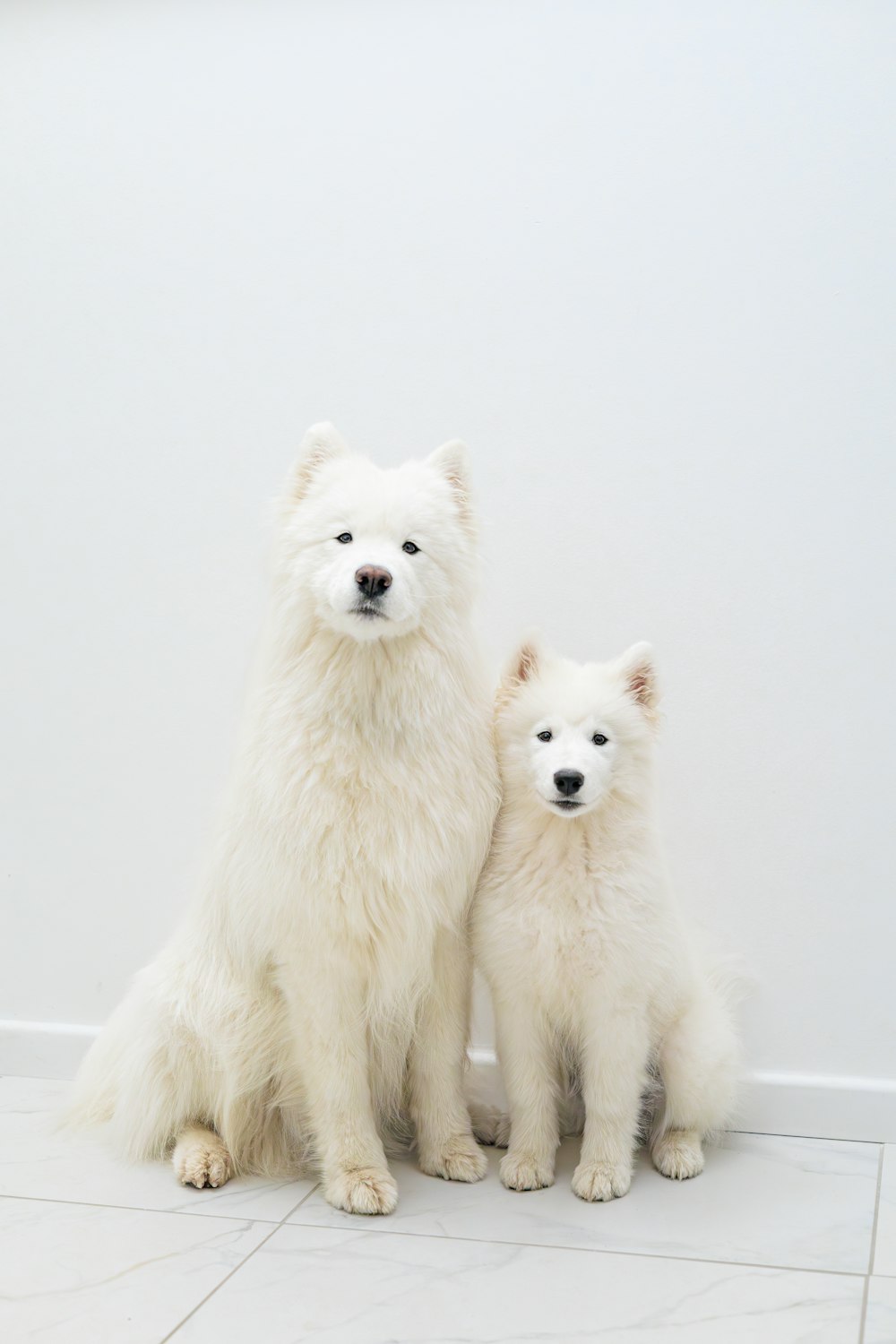a couple of white dogs sitting next to each other