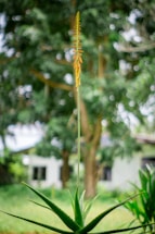 A serene image of an aloe vera plant in a natural setting.
