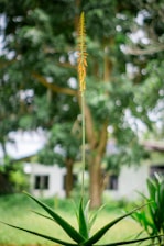 A tall aloe vera plant with a central flower stalk standing prominently. The background is a soft-focus garden with lush greenery and trees, giving a serene and natural atmosphere. A white house or building can be seen partially through the foliage.