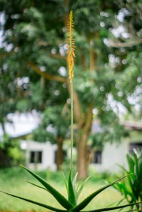 A tall aloe vera plant with a central flower stalk standing prominently. The background is a soft-focus garden with lush greenery and trees, giving a serene and natural atmosphere. A white house or building can be seen partially through the foliage.