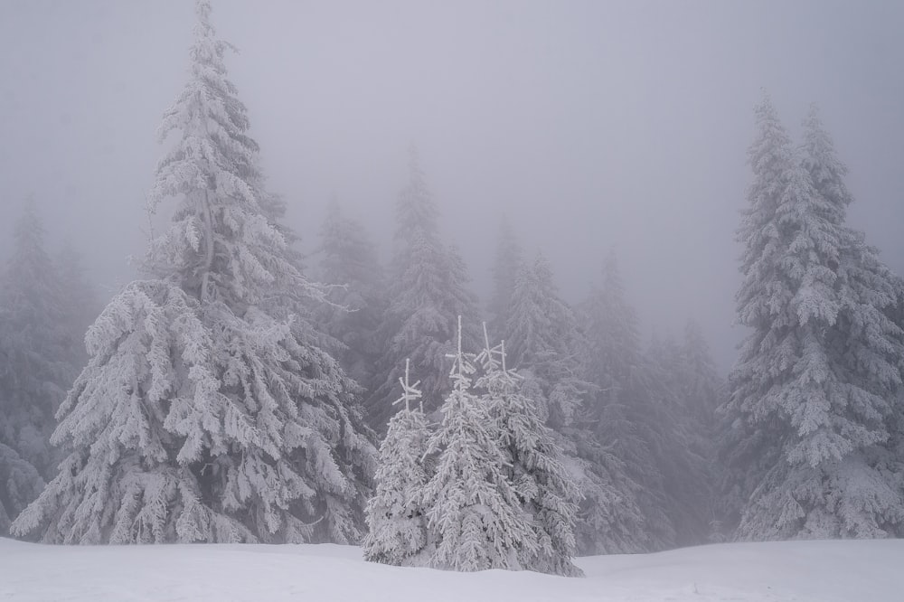 a snow covered forest with trees covered in snow
