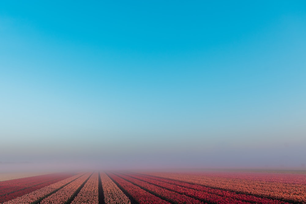 a foggy field with rows of flowers in the foreground