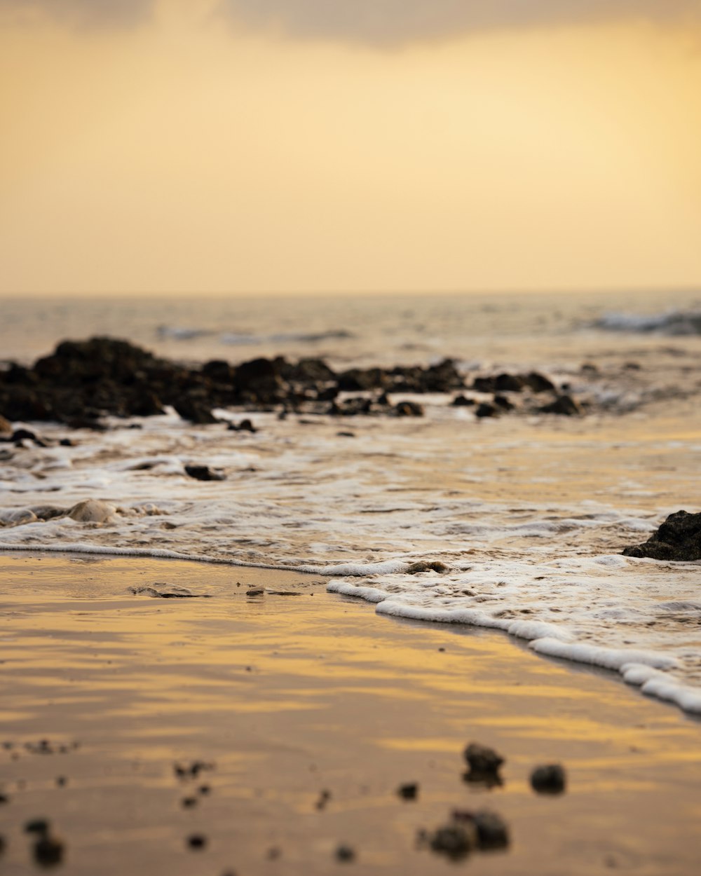 a bird standing on top of a sandy beach next to the ocean