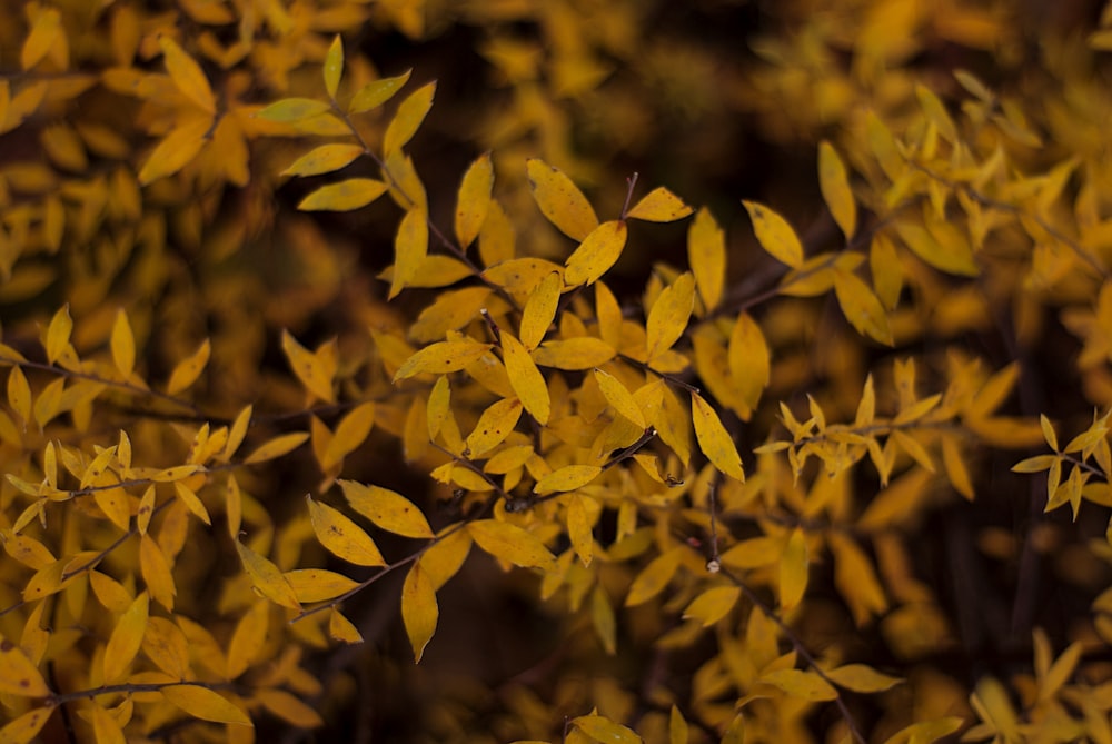 a close up of a tree with yellow leaves